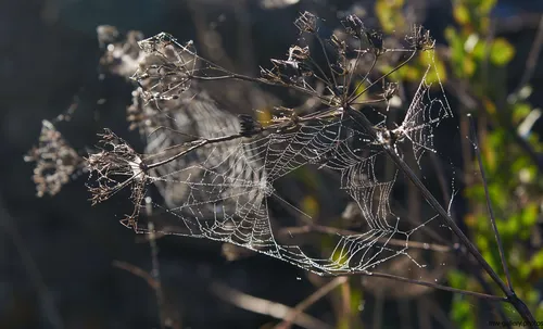 This nature photograph, taken in the morning during autumn 2018, shows glistening sunny spiders webs stretched between dried plants. The image was captured in the rural landscape of the North Yorkshire Moors in the United Kingdom. The soft morning sunlight reveals dew droplets on the intricate structure of the spiders web, highlighting the delicate relationship between the webs and the plants that support them. This still life scene emphasizes the quiet beauty of a rural area in autumn, providing a detailed view of the natural environment of North Yorkshire Moors.